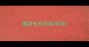 黑拉布拉多掉毛吗