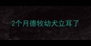 2个月德牧幼犬立耳了