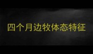 四个月边牧体态特征