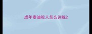 成年泰迪咬人怎么训练