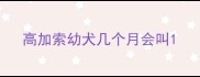 高加索幼犬几个月会叫