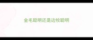 金毛聪明还是边牧聪明