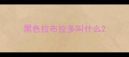 黑色拉布拉多叫什么
