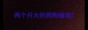 两个月大的狗狗撞墙