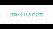 猫咪4个月去打疫苗