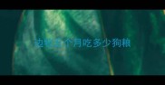 边牧五个月吃多少狗粮