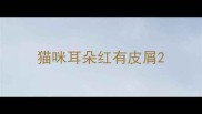 猫咪耳朵红有皮屑