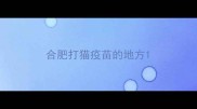 合肥打猫疫苗的地方