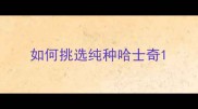 如何挑选纯种哈士奇