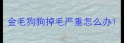 金毛狗狗掉毛严重怎么办