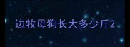 边牧母狗长大多少斤