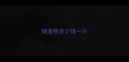猪宠物多少钱一只