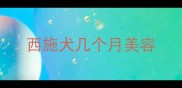 西施犬几个月美容
