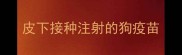 皮下接种注射的狗疫苗