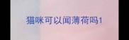 猫咪可以闻薄荷吗