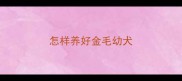 怎样养好金毛幼犬