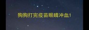 狗狗打完疫苗眼睛冲血