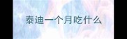 泰迪一个月吃什么