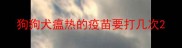 狗狗犬瘟热的疫苗要打几次