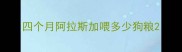 四个月阿拉斯加喂多少狗粮
