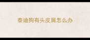 泰迪狗有头皮屑怎么办