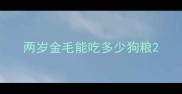 两岁金毛能吃多少狗粮