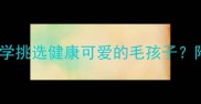 哈士奇选购全攻略如何科学挑选健康可爱的毛孩子附血统证书与性格观察指南