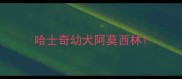 哈士奇幼犬阿莫西林