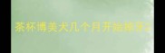 茶杯博美犬几个月开始掉牙