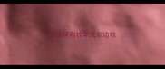 边境柯利牧羊犬和边牧