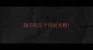 狗子吃几个月幼犬粮