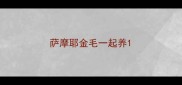萨摩耶金毛一起养