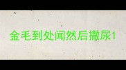 金毛到处闻然后撒尿