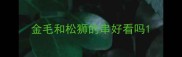 金毛和松狮的串好看吗
