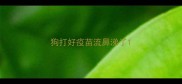 狗打好疫苗流鼻涕了