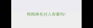 狗狗掉毛对人有害吗