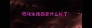 猫咪生殖器是什么样子