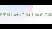 被哈士奇咬住没破皮算lucky新手养狗必学的安全训练指南
