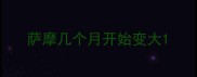 萨摩几个月开始变大
