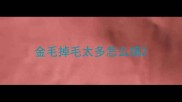 金毛掉毛太多怎么搞