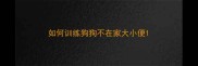 如何训练狗狗不在家大小便