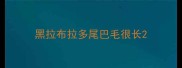 黑拉布拉多尾巴毛很长