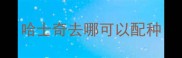 哈士奇去哪可以配种