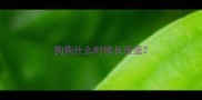 狗狗什么时候长蛋蛋