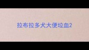 拉布拉多犬大便垃血