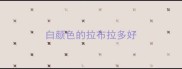 白颜色的拉布拉多好
