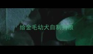 给金毛幼犬自制狗粮