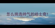 怎么挑选帅气的哈士奇
