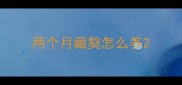 两个月藏獒怎么养