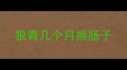 狼青几个月换肠子